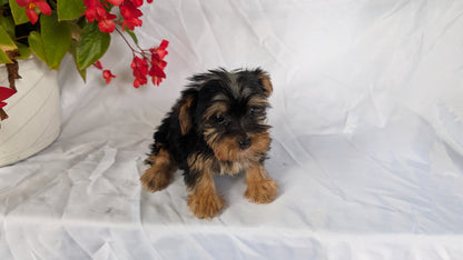 YORKSHIRE TERRIER (06/14) FEMALE