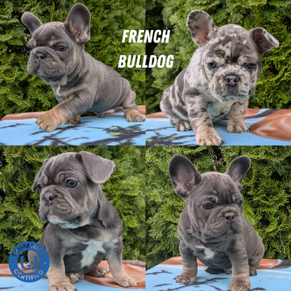 FRENCH BULLDOG (03/04) MALE