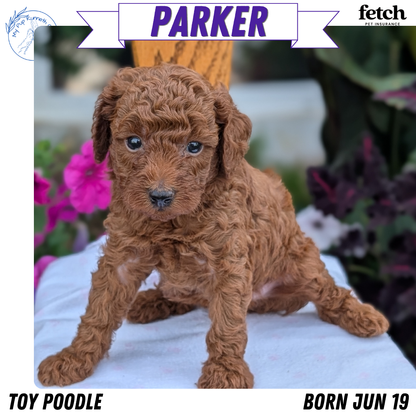 TOY POODLE (JUN 17) MALES