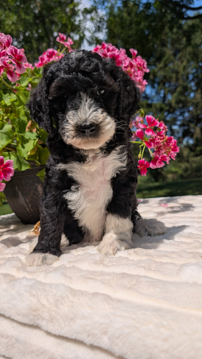 MINI BERNEDOODLE (06/11) FEMALE