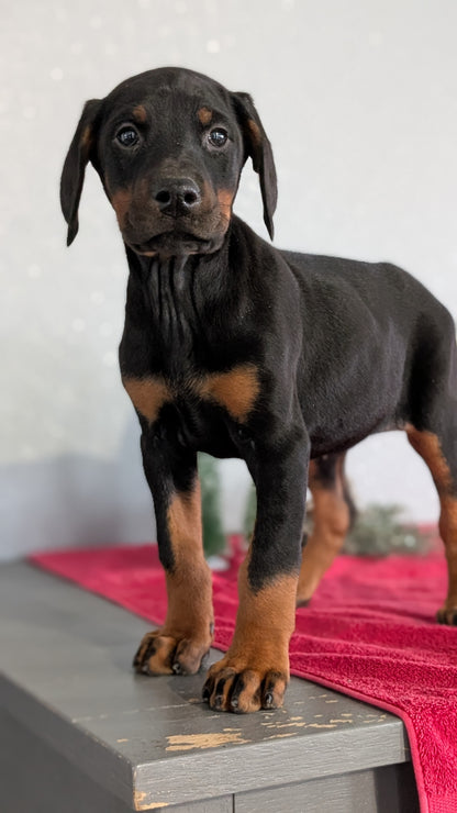 DOBERMAN PINSCHER (OCT 17) FEMALES