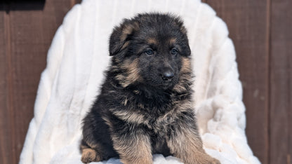 GERMAN SHEPHERD (MAR 28) MALES