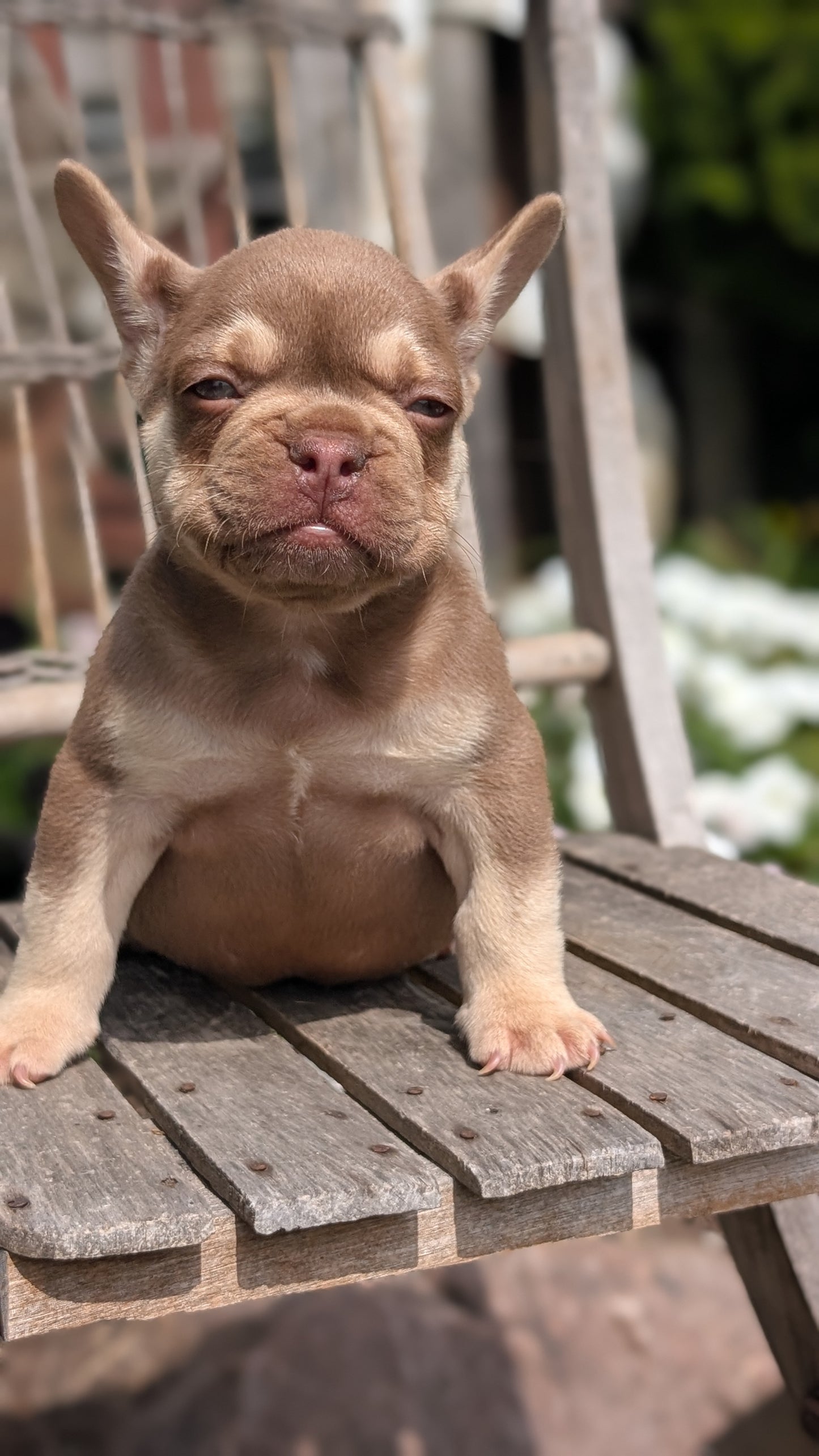 FRENCH BULLDOG (07/11) MALE