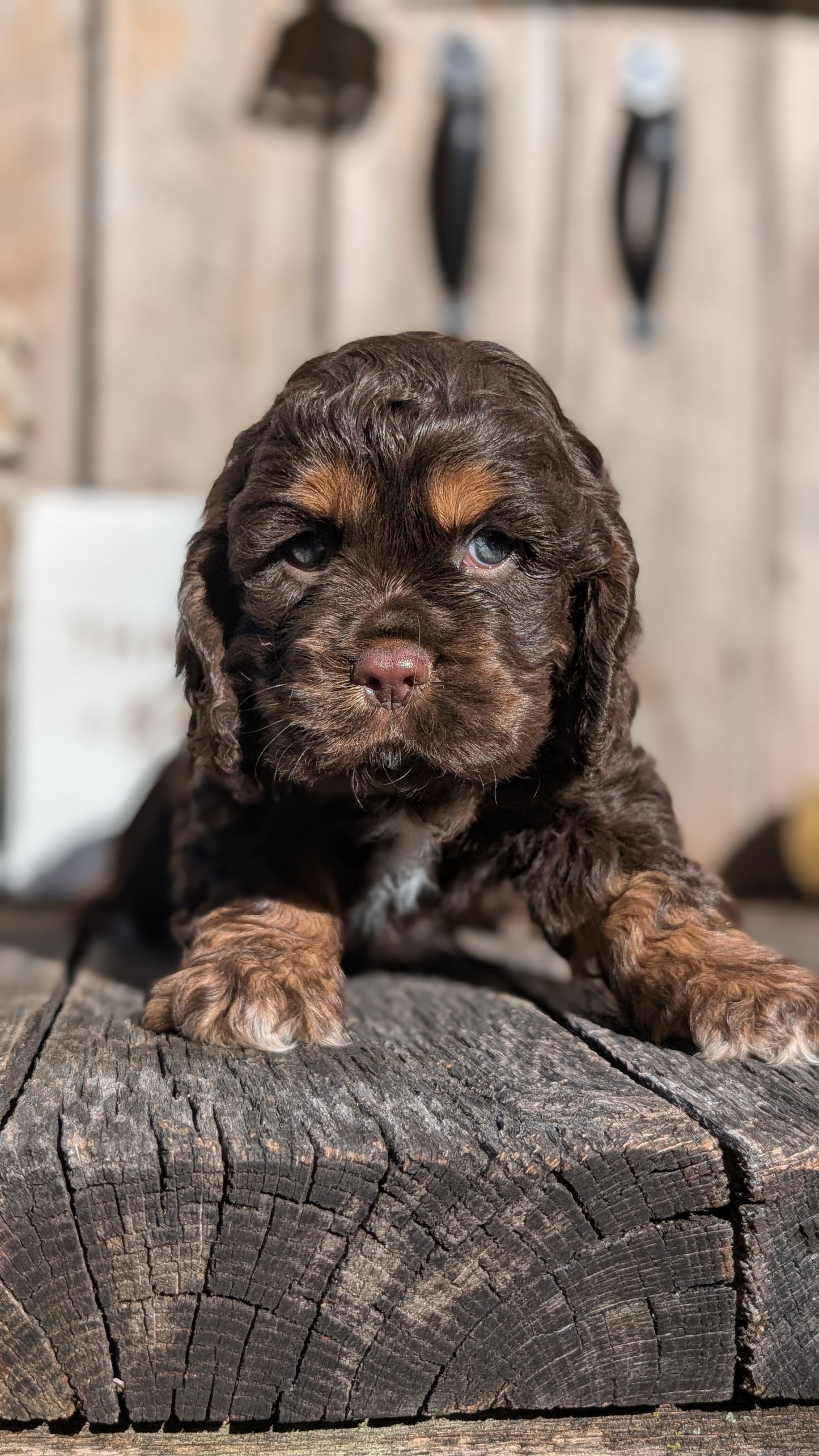 COCKER SPANIEL (09/21) MALE