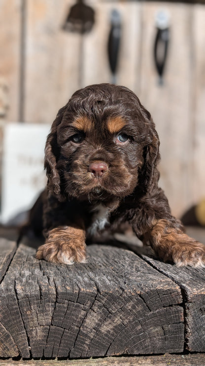 COCKER SPANIEL (09/21) MALE