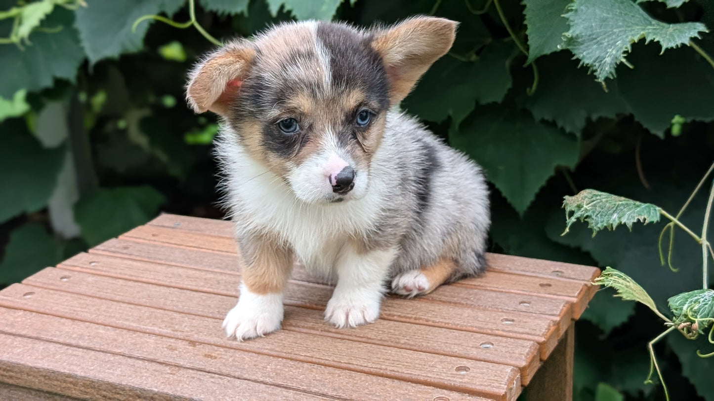 CORGI (JUN 22) MALES