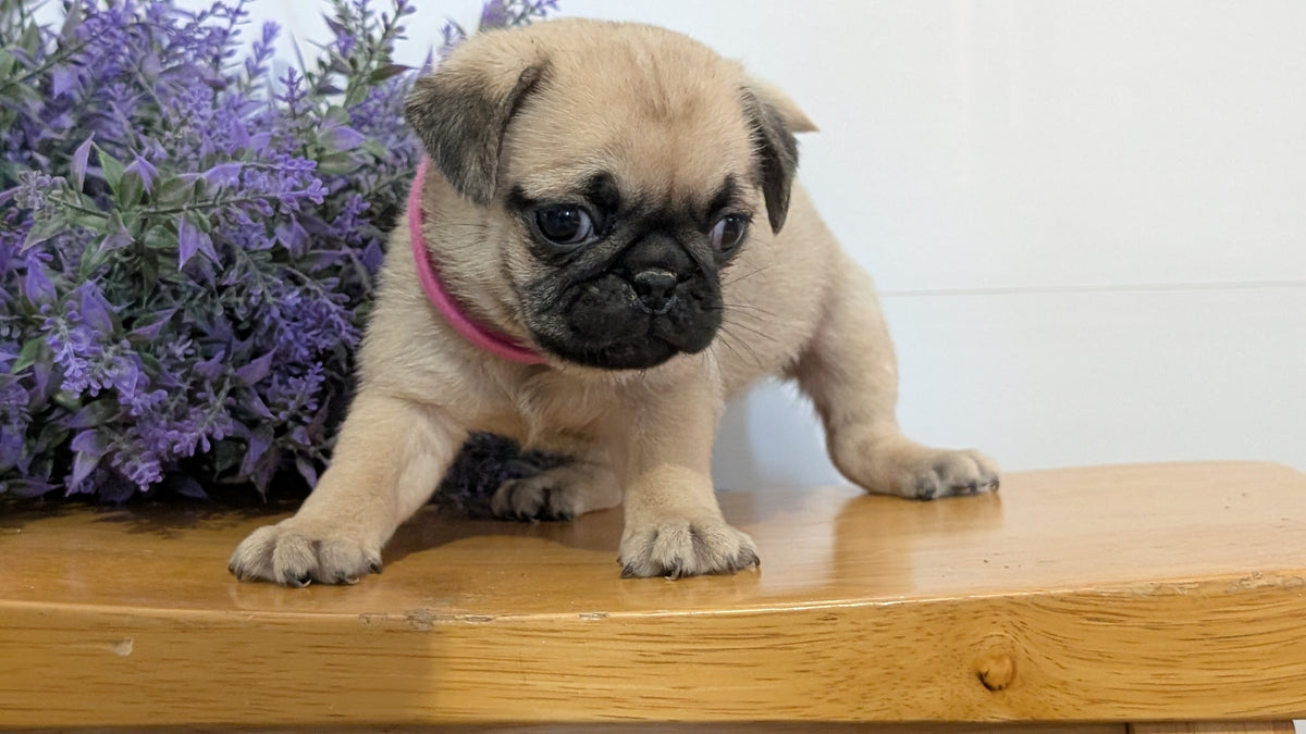 PUG (SEP 12) 4 MALES/1 FEMALE
