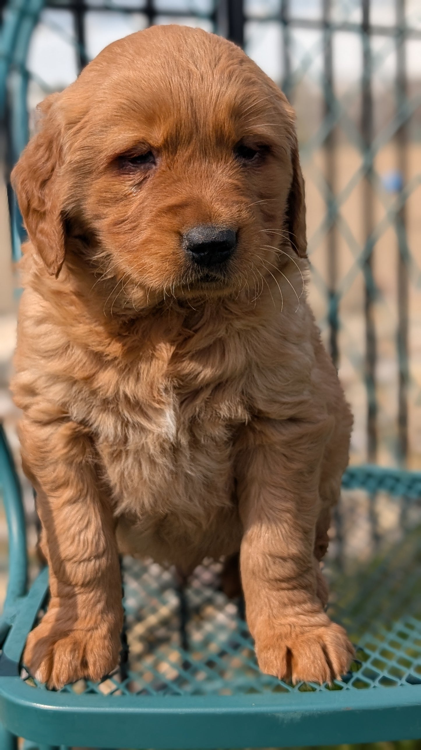 GOLDEN RETRIEVER (FEB 04) MALE
