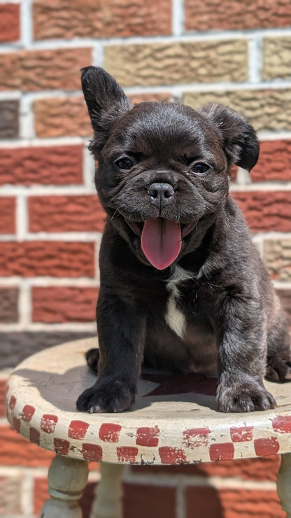 FRENCH BULLDOG (MAR 09) FEMALES