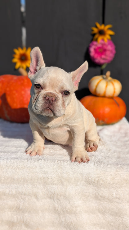 FRENCH BULLDOG (07/08) MALE