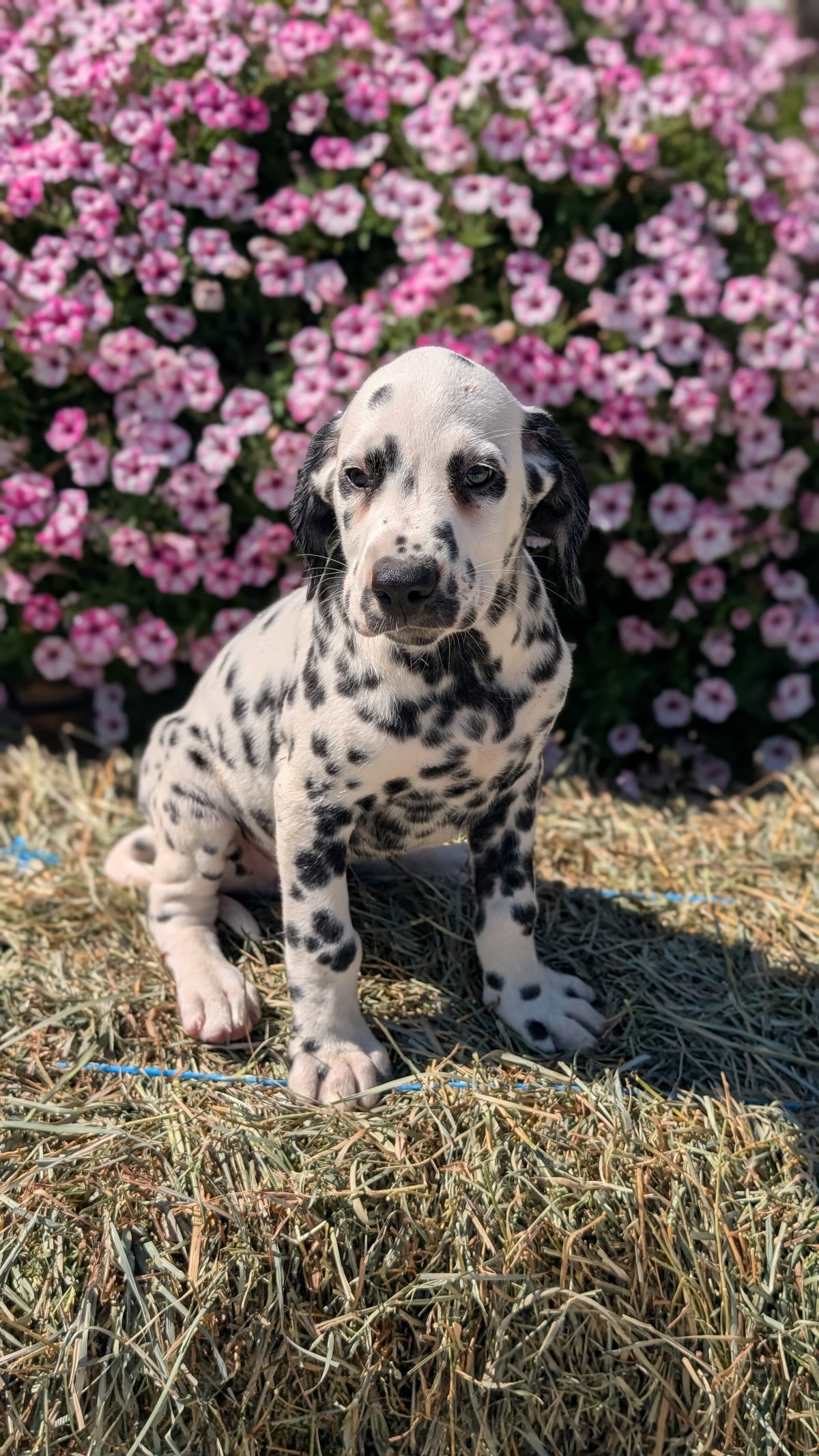 DALMATIAN (JUN 29) MALES