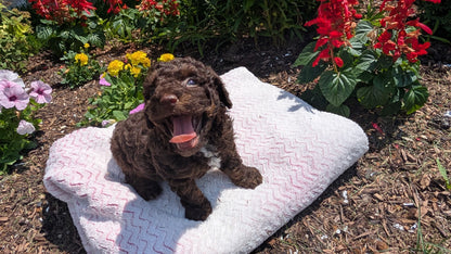 TOY POODLE (06/30) MALE