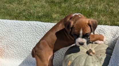 BOXER (08/27) FEMALE
