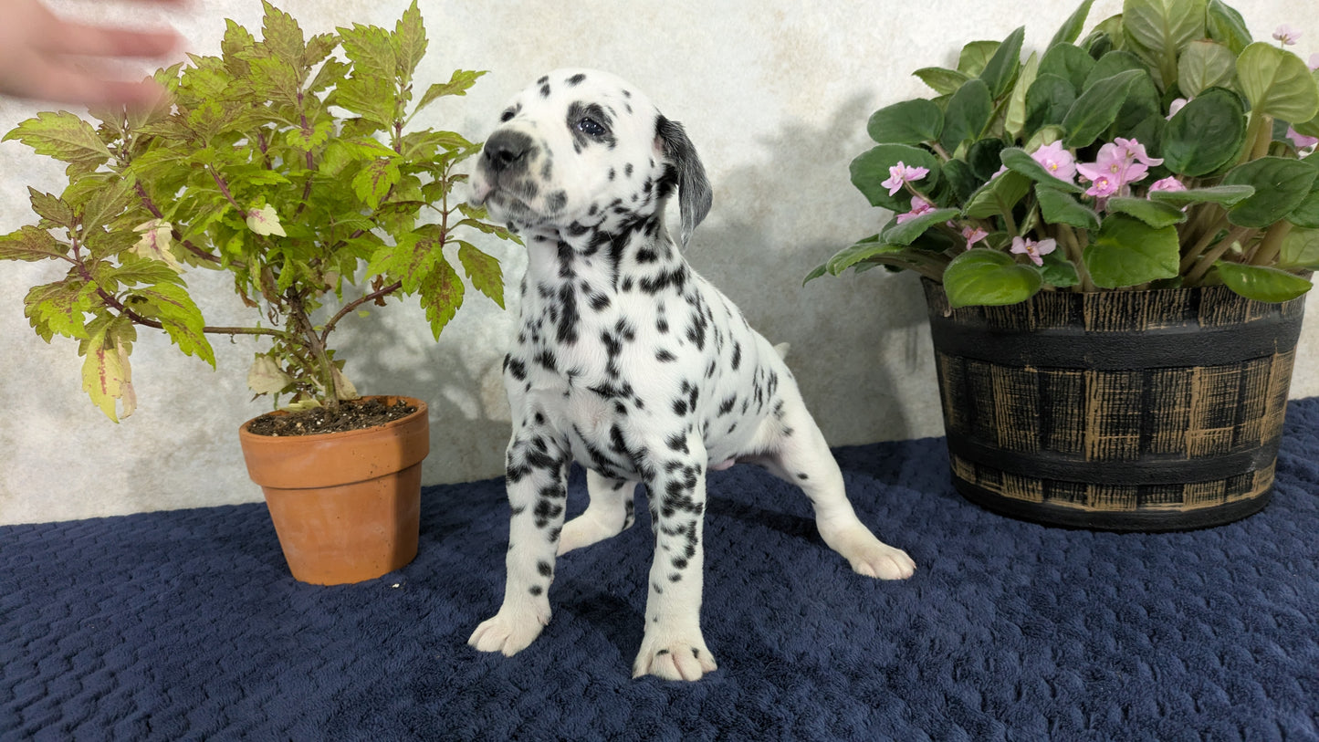 DALMATIAN (02/14) FEMALE