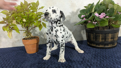 DALMATIAN (02/14) FEMALE