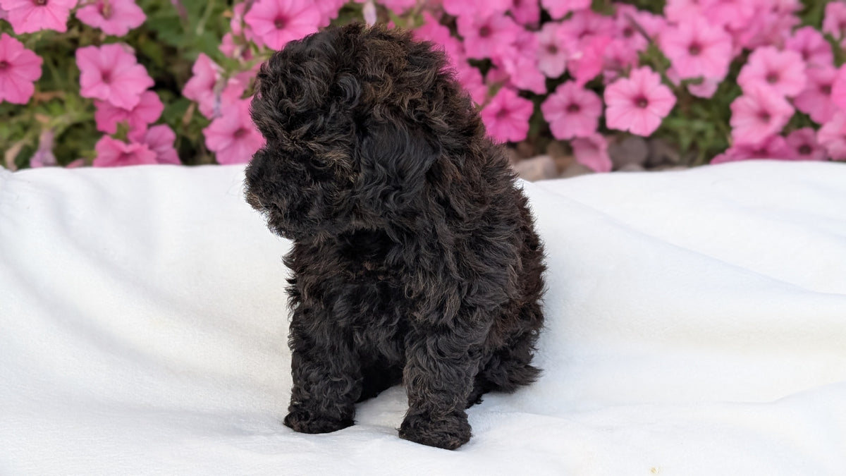TOY POODLE (JUL 27) 1 MALE