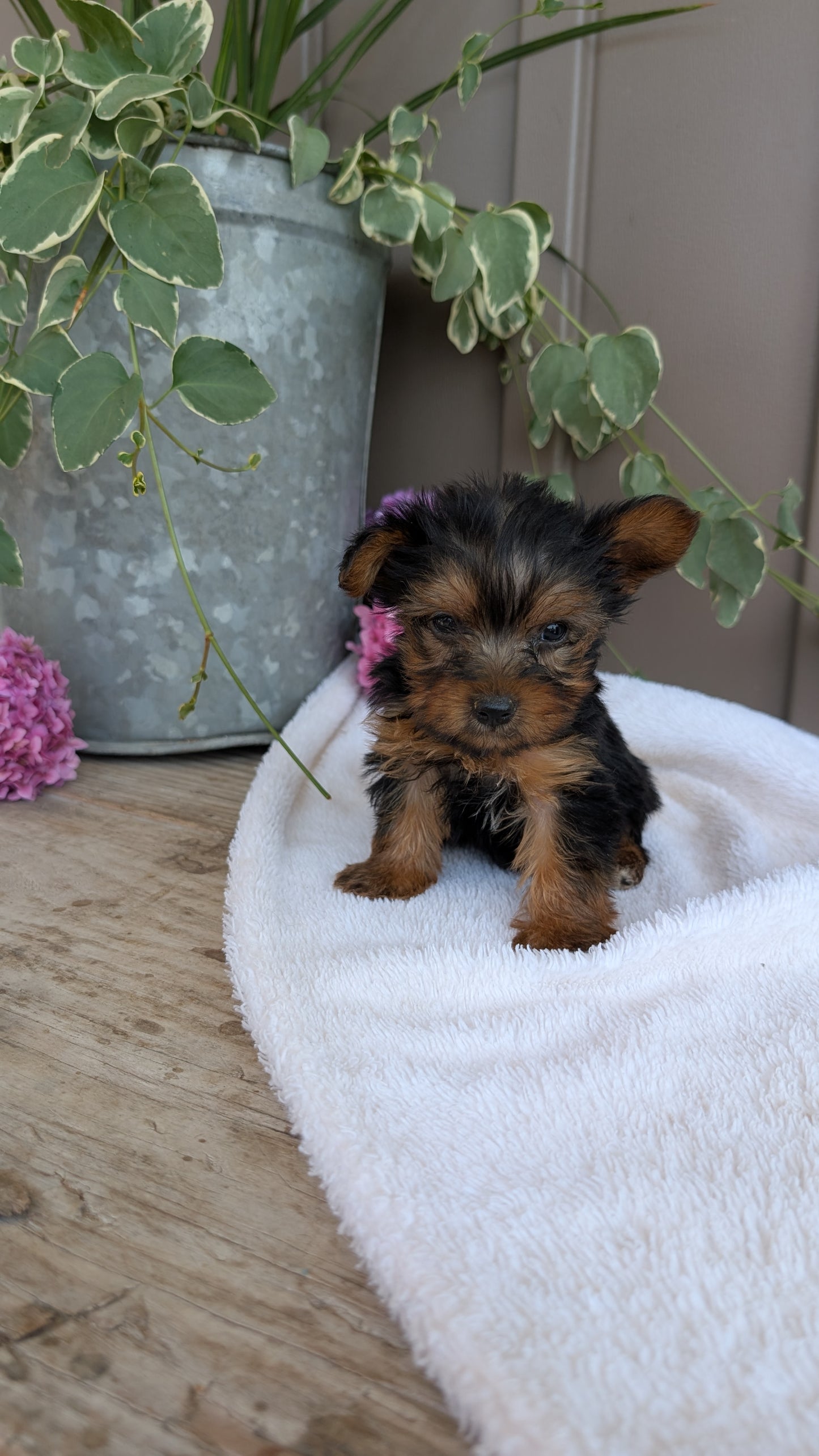 YORKSHIRE TERRIER (06/05) MALE