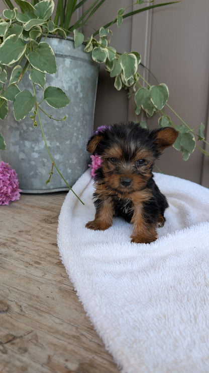 YORKSHIRE TERRIER (06/05) MALE