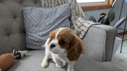 CAVALIER (12/26) MALE