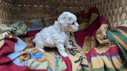 POOCHON (09/30) FEMALE
