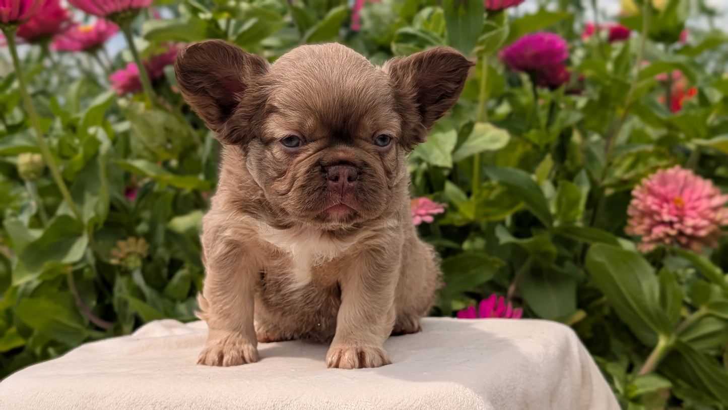 FRENCH BULLDOG (JUN 06) FEMALES