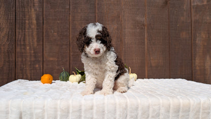 MINI BERNEDOODLE (08/06) MALE