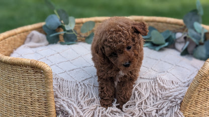 MINI POODLE (MAY 20) MALES