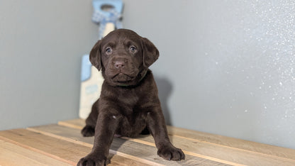 LABRADOR RETRIEVER (JAN 18) FEMALES