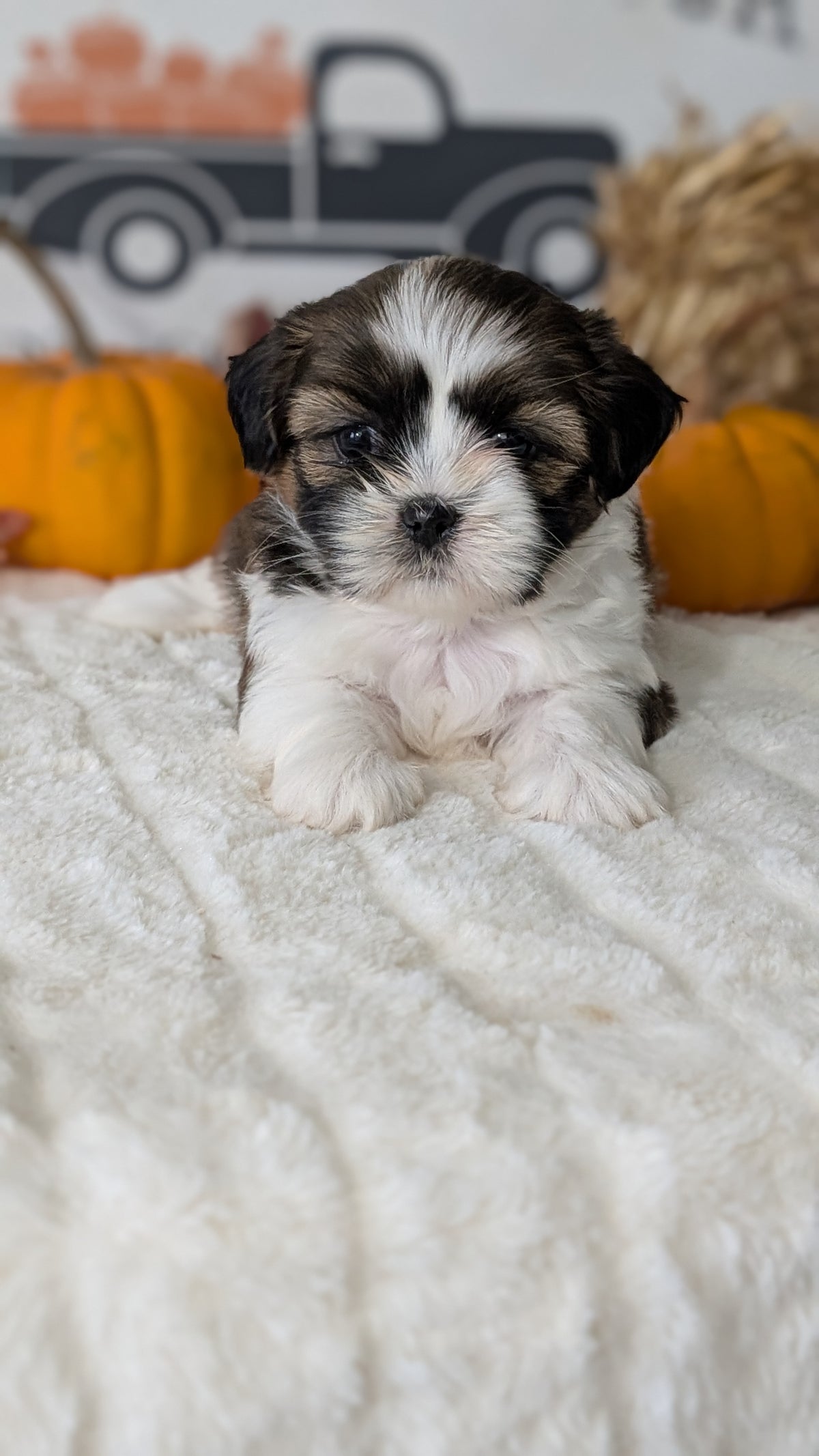 SHIH TZU (AUG 17) 2 FEMALES/3 MALES