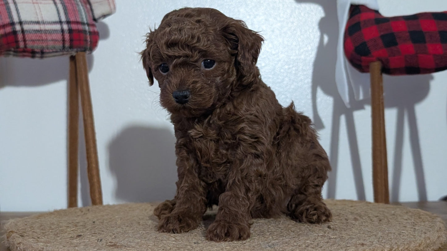 MINI POODLE (NOV 14) MALES