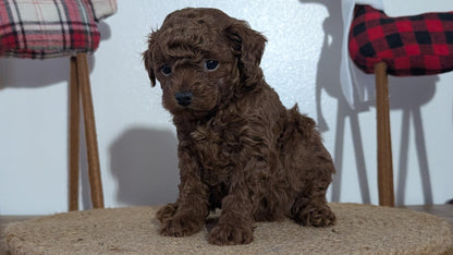 MINI POODLE (NOV 14) MALES