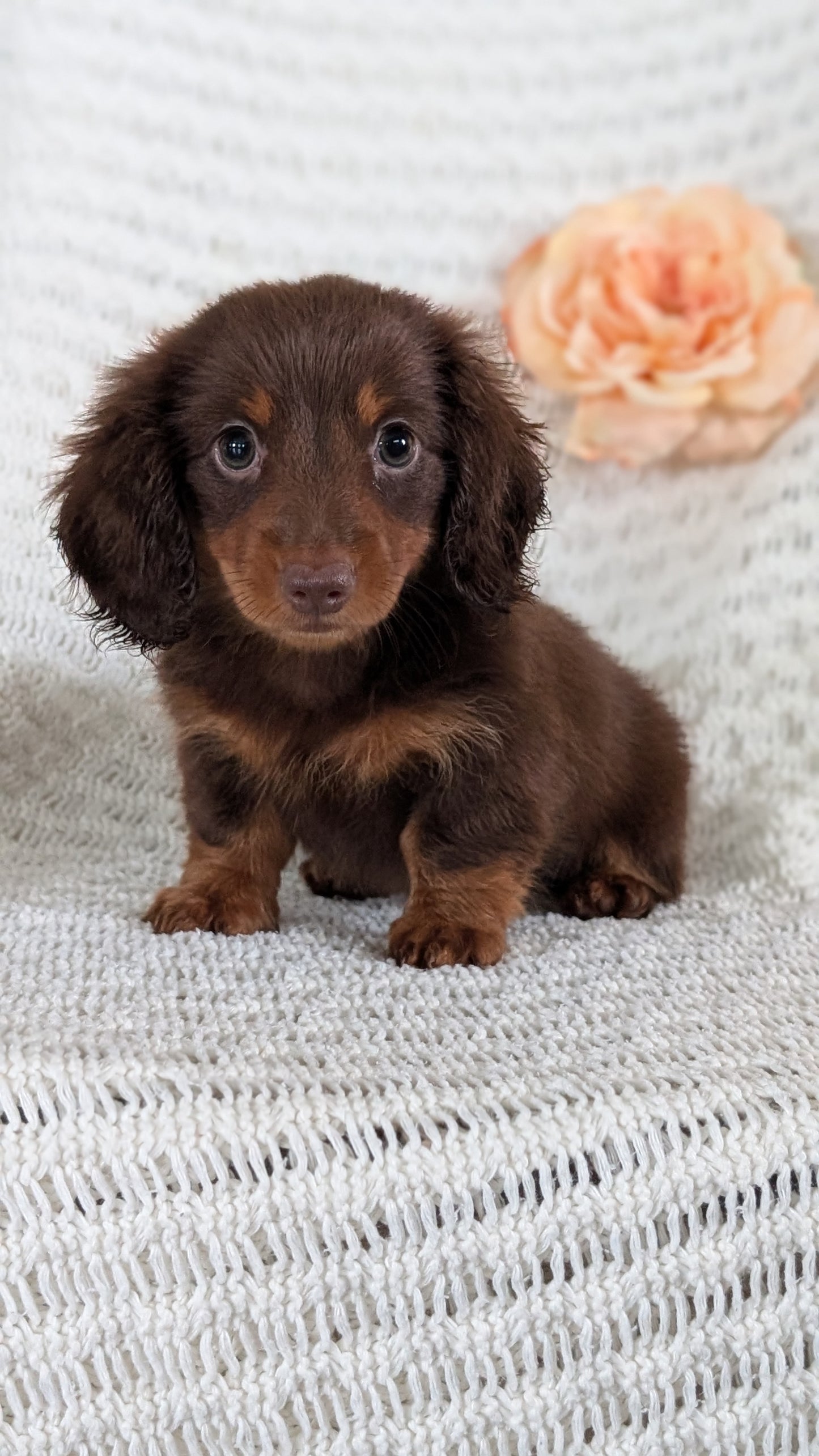 MINI DACHSHUND (MAY 13) MALE