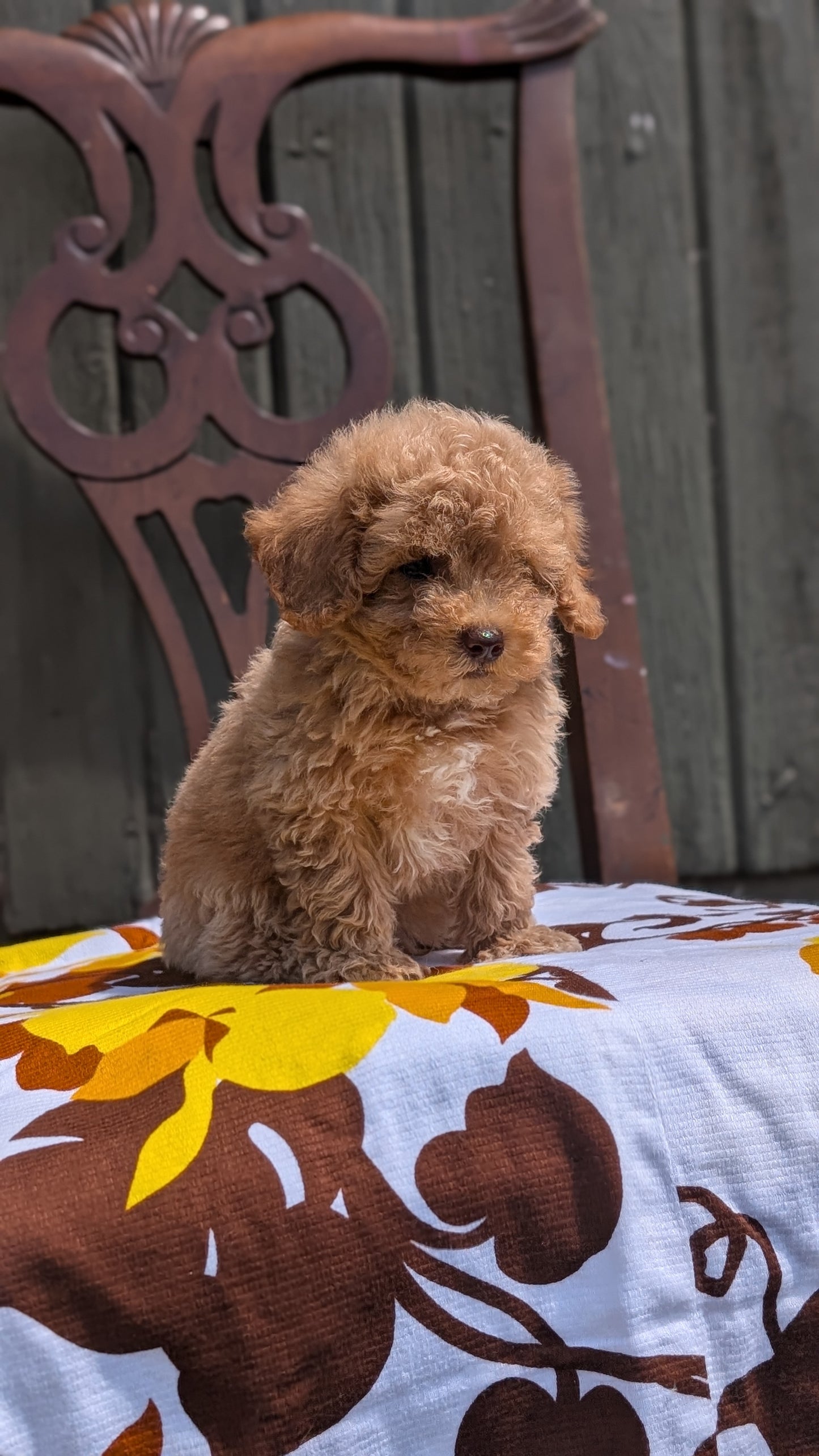 MINI POODLE (JUN 21) 4 MALES