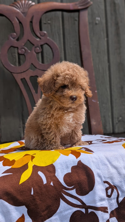 MINI POODLE (JUN 21) 4 MALES
