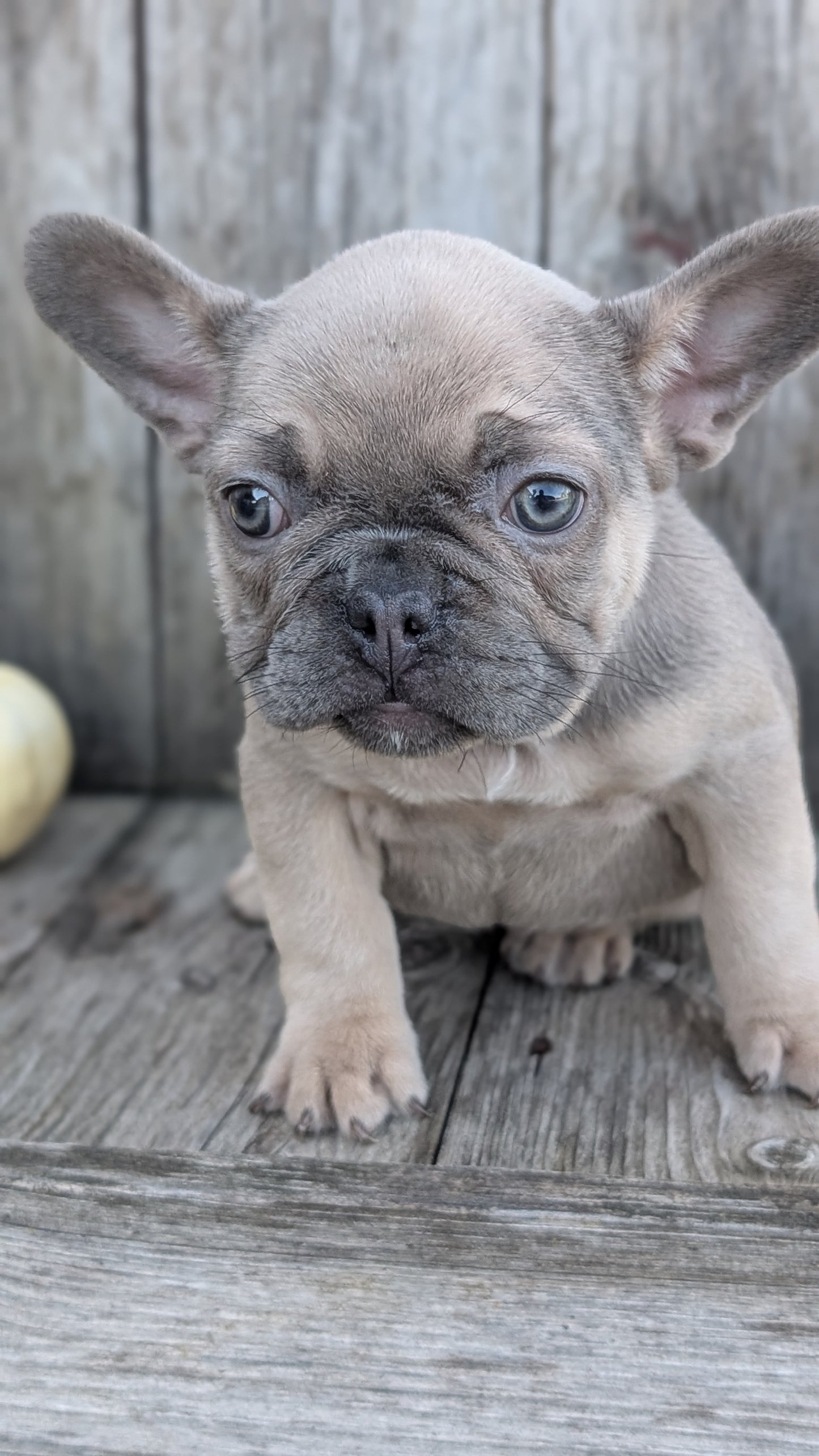 FRENCH BULLDOG (09/09) FEMALE