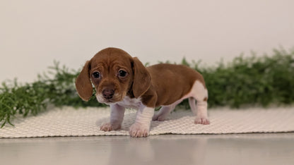 MINI DACHSHUND (JAN 16) FEMALES