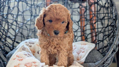 TOY POODLE (SEP 10) 4 MALES/2 FEMALES