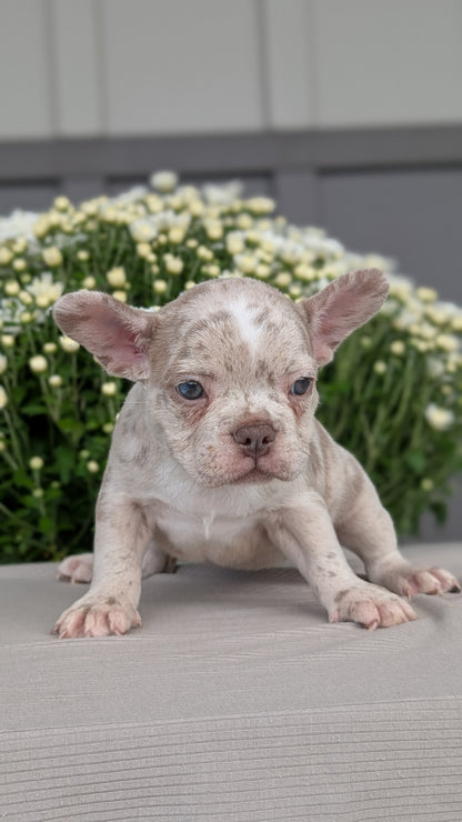 FRENCHTON (JUL 24) 1 FEMALE/1 MALE