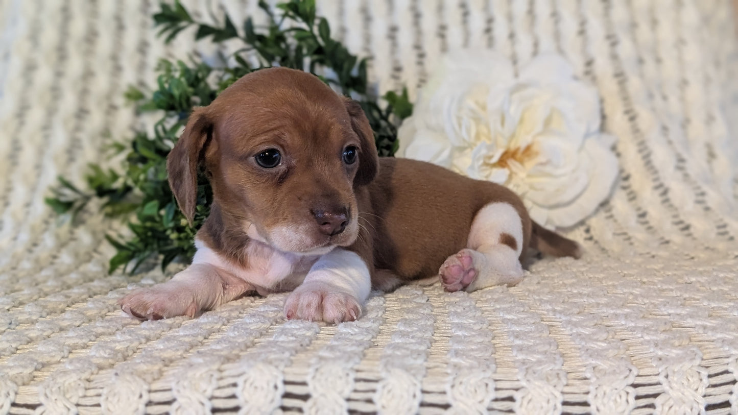MINI DACHSHUND (JAN 16) FEMALES
