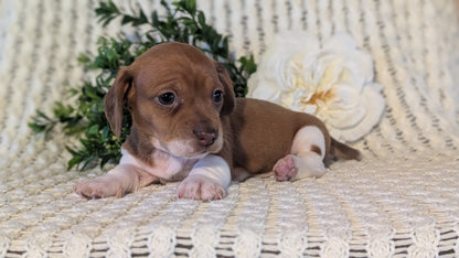 MINI DACHSHUND (JAN 16) FEMALES
