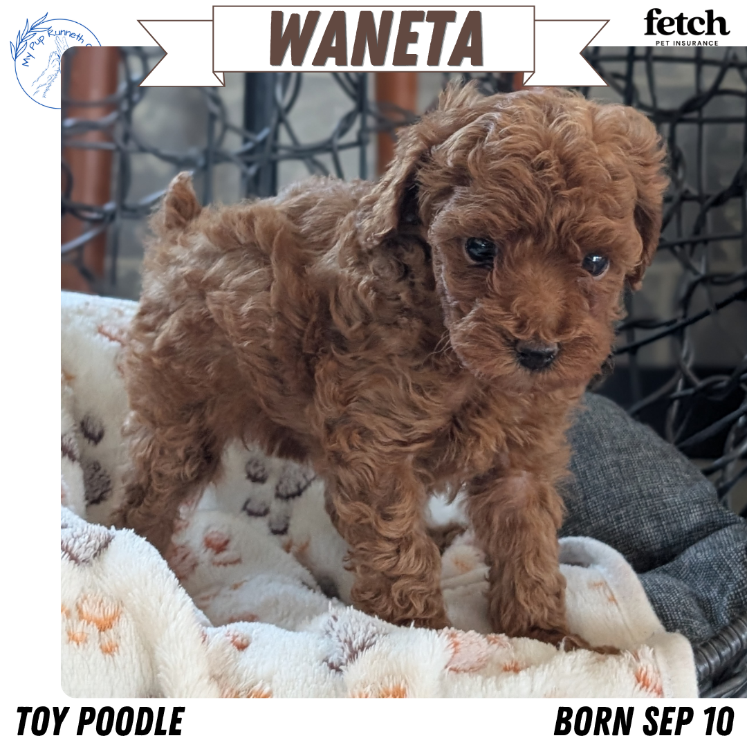 TOY POODLE (SEP 10) 4 MALES/2 FEMALES