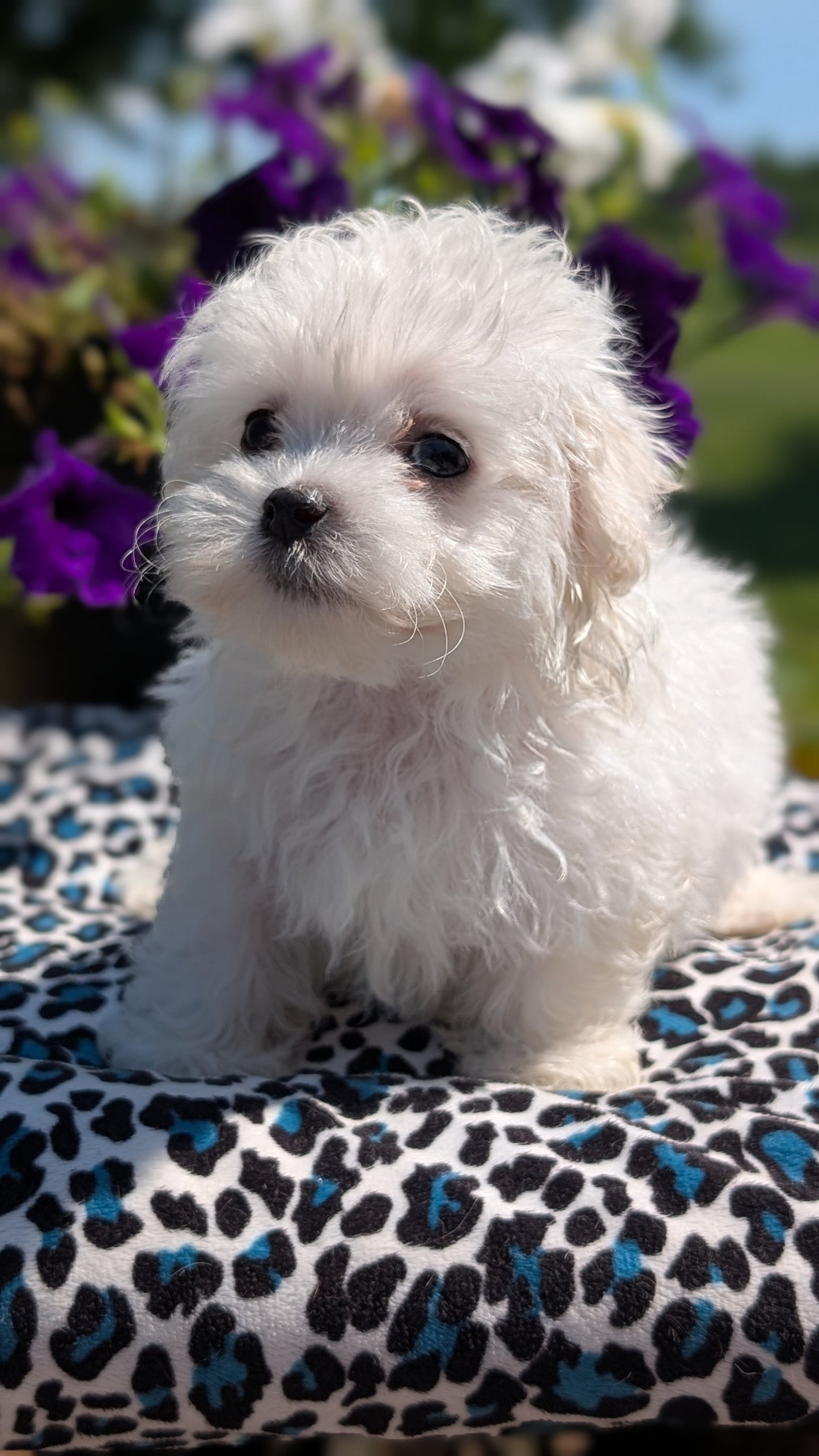 MALTESE (JUN 13) FEMALES