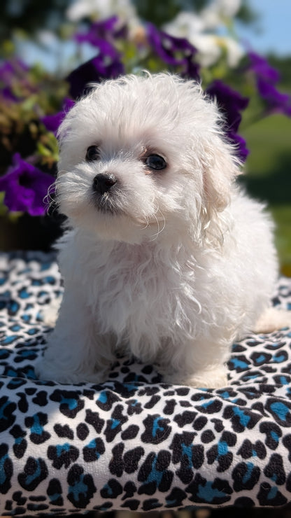 MALTESE (JUN 13) FEMALES