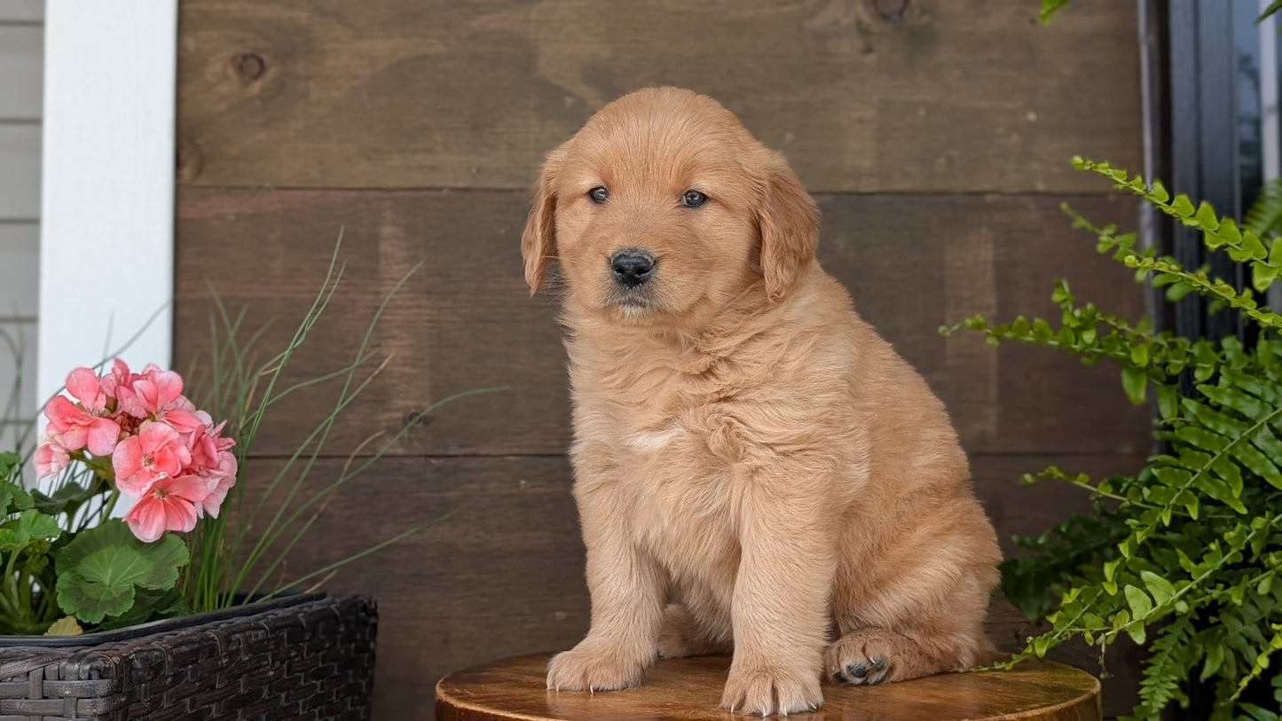 GOLDEN RETRIEVER (MAR 27) FEMALES