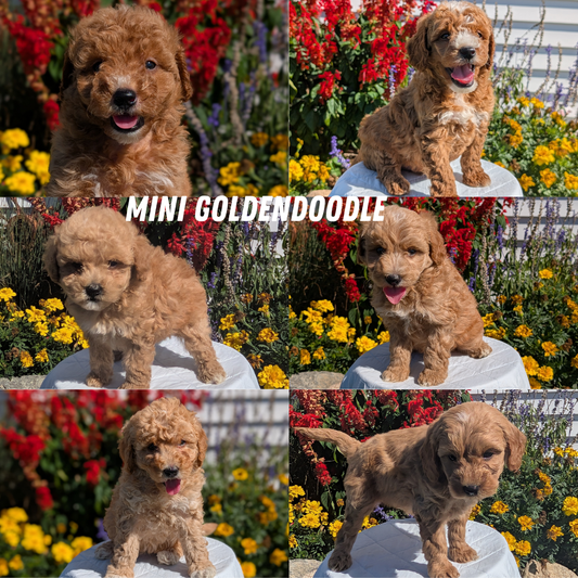 MINI GOLDENDOODLE (08/15) FEMALE
