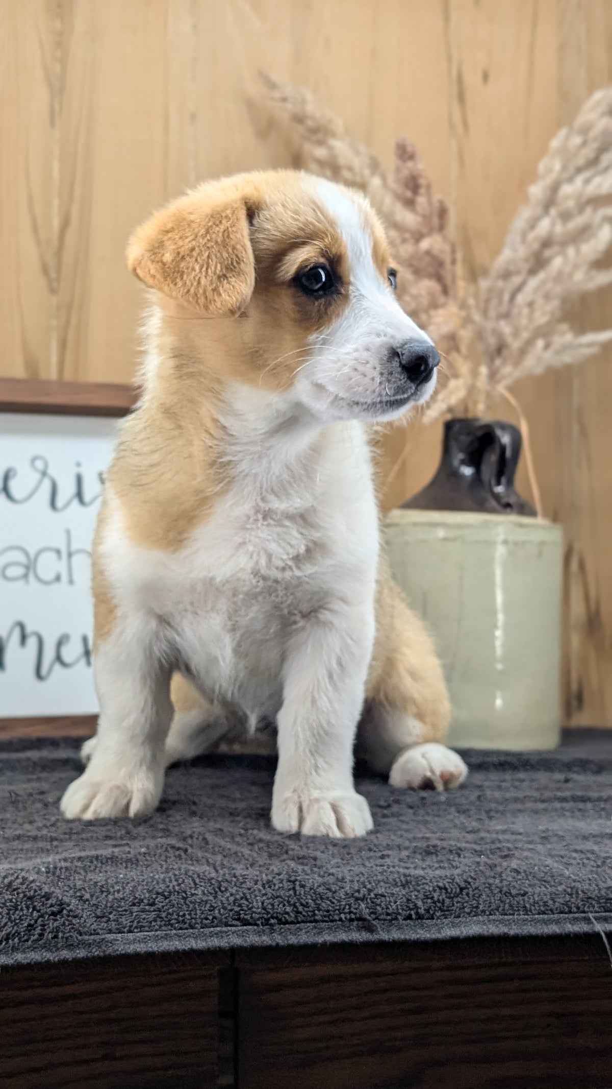 CORGI (JUL 13) 2 FEMALES/3 MALES