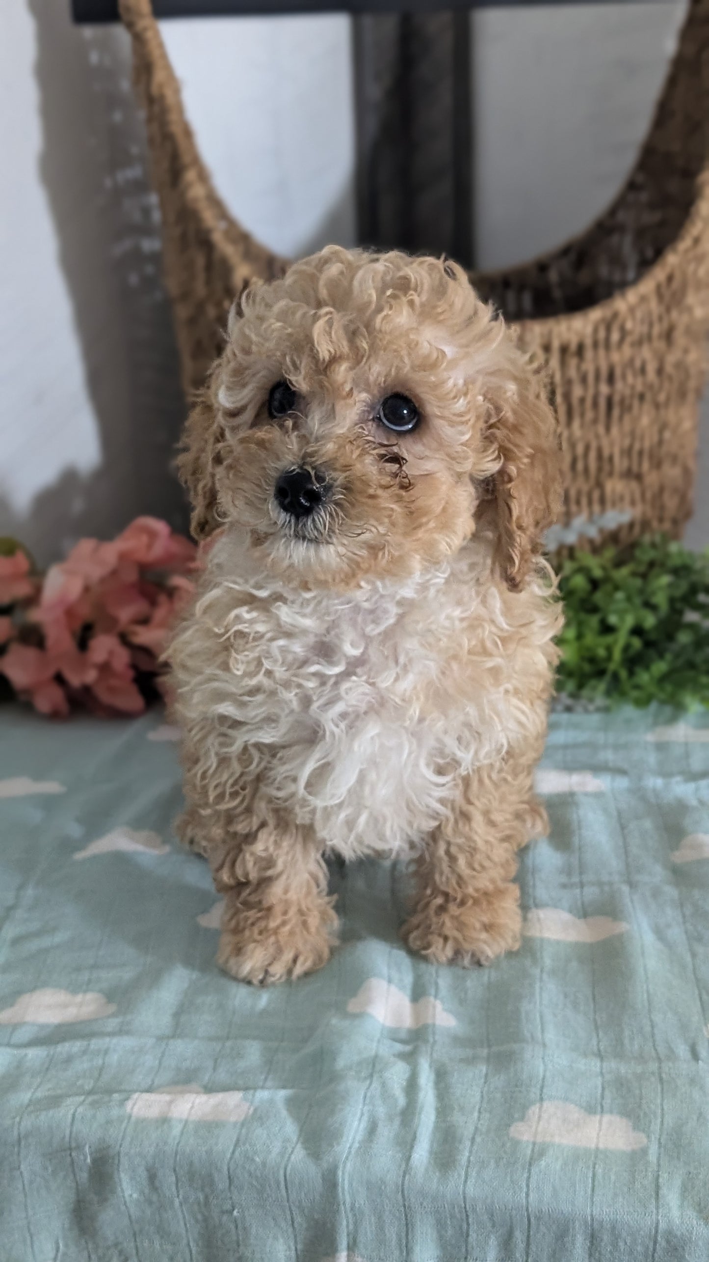 MINI POODLE (DEC 04) MALES