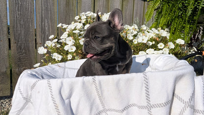 FRENCH BULLDOG (07/03) FEMALE