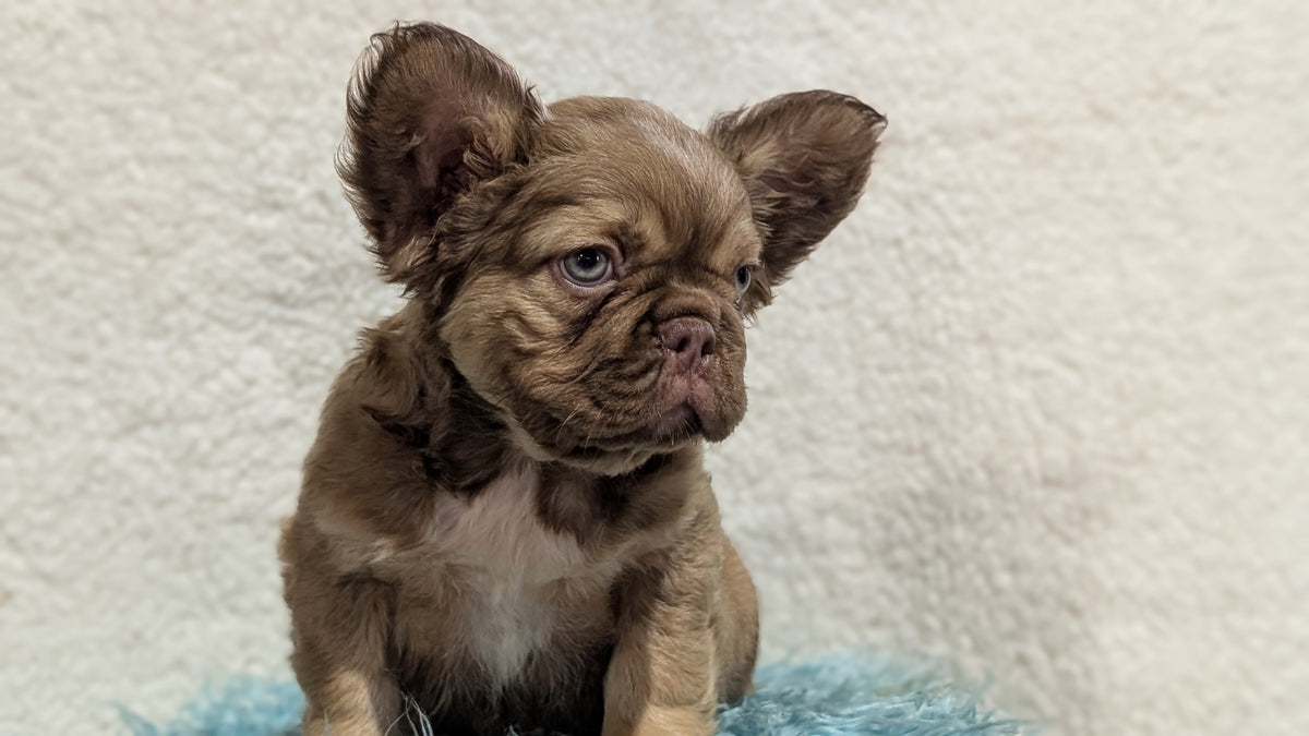 FRENCH BULLDOG (JUN 06) FEMALES
