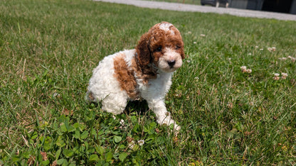 MINI POODLE (06/29) FEMALE